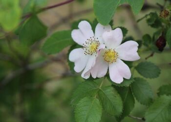 Anatol Vaitsyakhouski calmly arrived in Belarus by regular bus – Наша Ніва