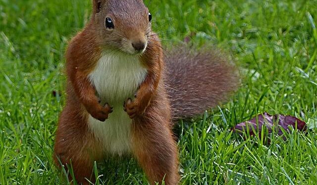 Major David Young, SAS officer in Northern Ireland, the Iranian embassy siege and the first Gulf War – The Telegraph