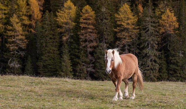 Italy’s Iconic Courses Alpine Skiing – The Post Star