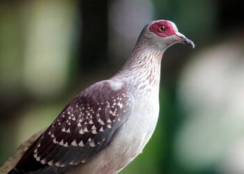 Demand for Adaptive Shapewear in United Kingdom | UK Market Analysis Report – 2036 – Future Market Insights