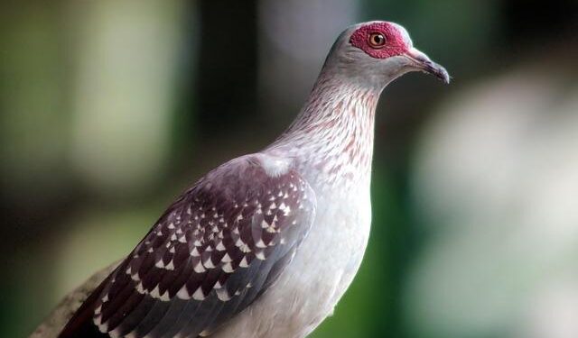 Demand for Adaptive Shapewear in United Kingdom | UK Market Analysis Report – 2036 – Future Market Insights