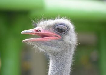African ostriches adapt to subzero winters in Türkiye | Daily Sabah – Daily Sabah