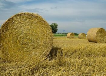 Interior Ministry Announces Exposure of “Grey” Scheme to Legalise Foreigners in Belarus – REFORM.news (ранее REFORM.by)