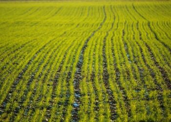 Germany’s economy is so bad even sausage factories are closing – The Economist