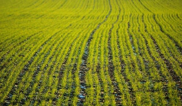 Germany’s economy is so bad even sausage factories are closing – The Economist