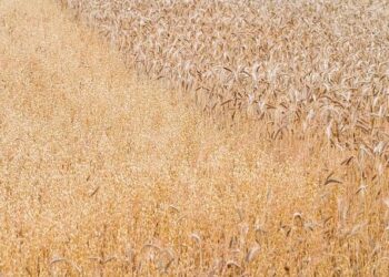 Gleaming Golden New Year Earrings for the Princess of Monaco – The Court Jeweller