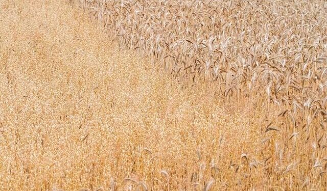 Gleaming Golden New Year Earrings for the Princess of Monaco – The Court Jeweller