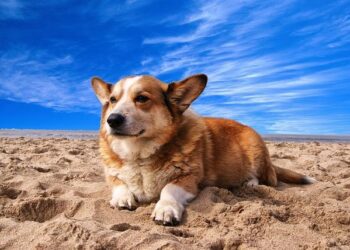 Netherlands: Gas leak causes explosion and fire in central Utrecht – Yahoo News New Zealand