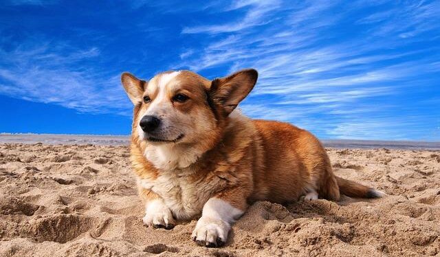 Netherlands: Gas leak causes explosion and fire in central Utrecht – Yahoo News New Zealand