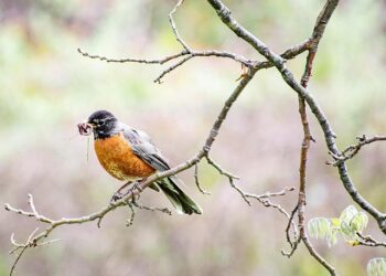 Rama ftohet nga Trump për të përfaqësuar Shqipërinë në Bordin e Paqes për rindërtimin e Gazës – Reporteri.net