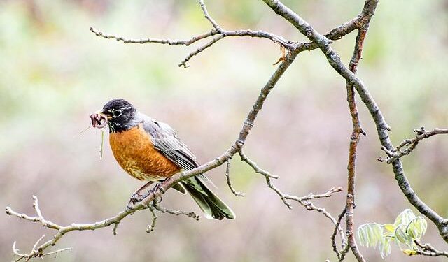 Rama ftohet nga Trump për të përfaqësuar Shqipërinë në Bordin e Paqes për rindërtimin e Gazës – Reporteri.net