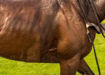 Sportium Launches New Betting Initiative in Åland Islands to Boost Local Sports Engagement – STARBURST Magazine