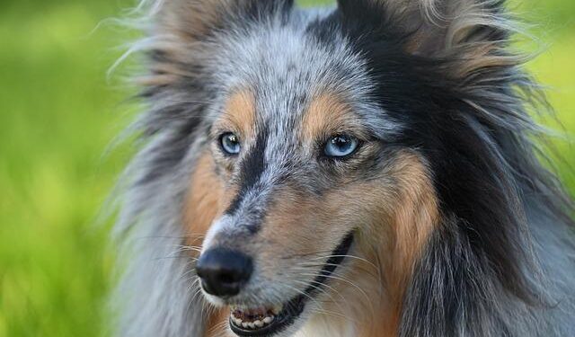 Croatian Sheepdog Declared Intangible Cultural Asset – Total Croatia