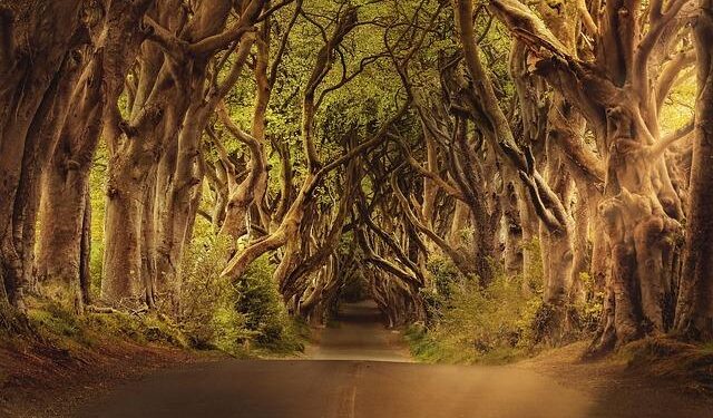 Catholics in Ireland reject ex-president’s claim that baptism violates children’s rights – Catholic News Agency