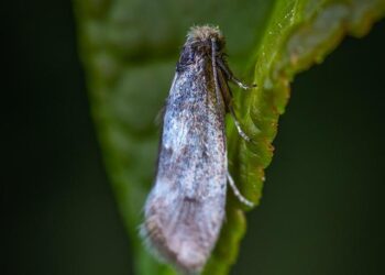 Hungary’s MOL to buy Serbia’s Russia-owned NIS oil company if US approves – lufkindailynews.com