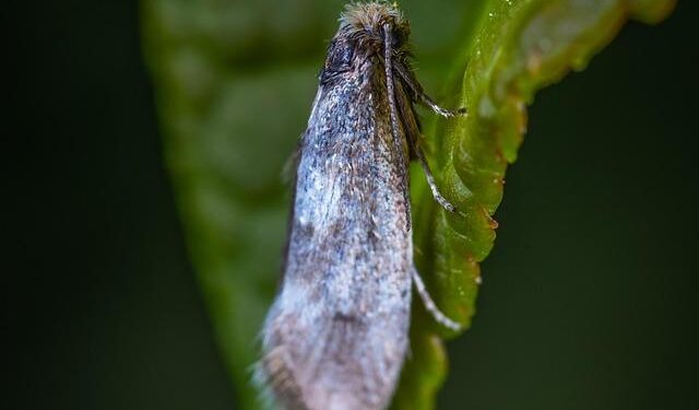 Hungary’s MOL to buy Serbia’s Russia-owned NIS oil company if US approves – lufkindailynews.com