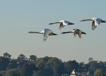 Cyprus EU Migration Sweden Afghanistan – hjnews.com