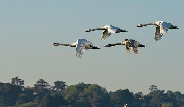 Cyprus EU Migration Sweden Afghanistan – hjnews.com