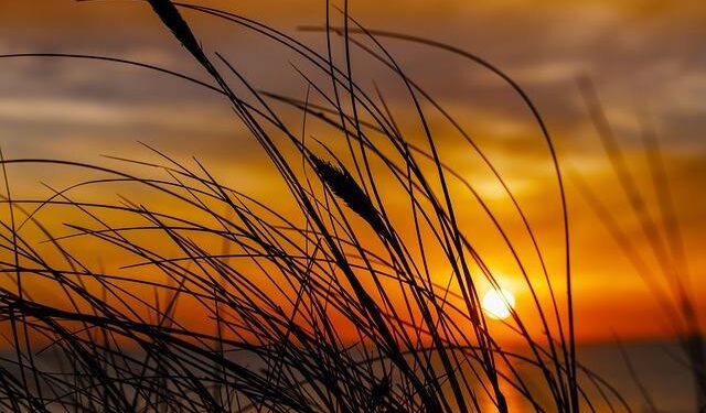 Denmark sends more troops to Greenland – politico.eu