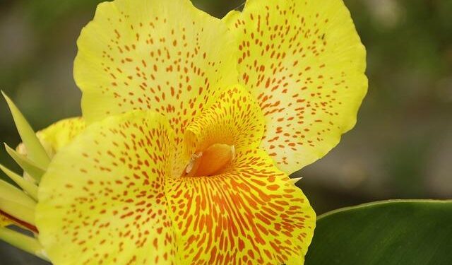 Ugo Humbert pulls out of Davis Cup to focus on upcoming events – ESPN