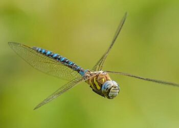 Spain moves to regularize more than 500,000 undocumented migrants – Anadolu Ajansı