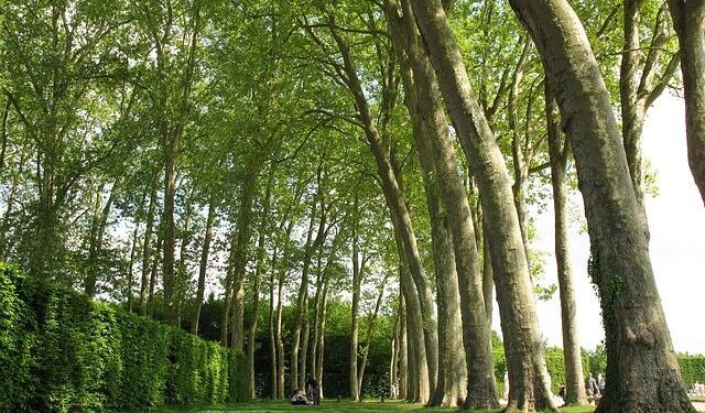 What a Versailles! France renounces marital duty in marriage — AFP – EADaily