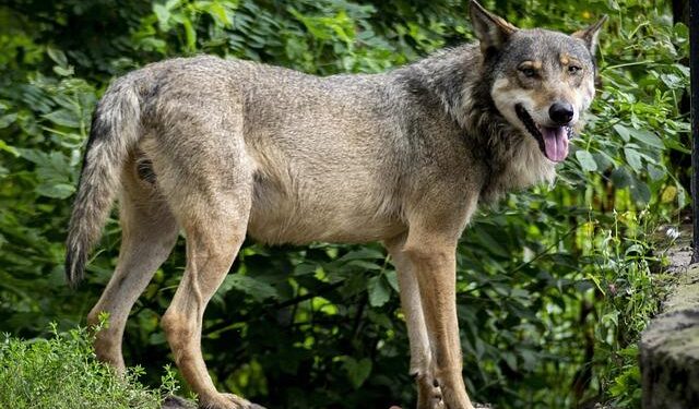Silent hunters: Pack of wolves filmed crossing snowy forest in Croatia – MSN