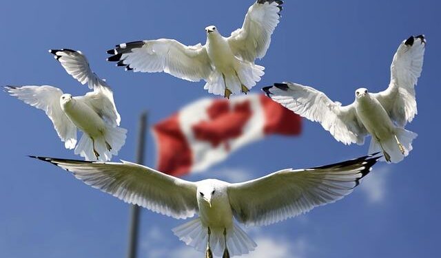 Canadian soldier dies in Latvia / Article – LSM