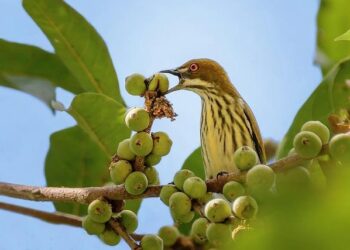 2026 UCI Cyclocross Results: Elite Women – Hulst, the Netherlands – Cyclocross Magazine