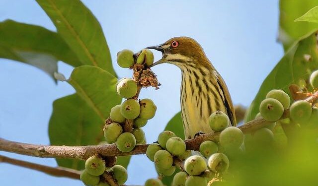 2026 UCI Cyclocross Results: Elite Women – Hulst, the Netherlands – Cyclocross Magazine