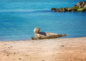 Denmark petition to ‘buy’ California surpasses 250K signatures – KTVU