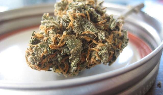 Moves to investigate the legalisation of cannabis in Guernsey – BBC