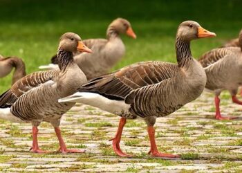 NGEN Group enters Latvia with EUR 50 million investment – Balkan Green Energy News