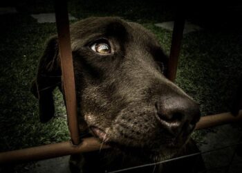 AI Adoption in Romania Jumps to 68% in 2026, Study Shows – The Romania Journal