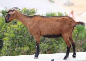 Ziga Sesko of Slovenia wins the boys’ final at the Australian Open; Ksenia Efremova wins the girls – MSN