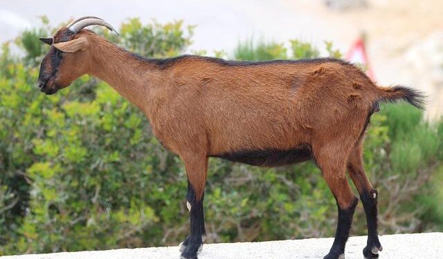 Ziga Sesko of Slovenia wins the boys’ final at the Australian Open; Ksenia Efremova wins the girls – MSN