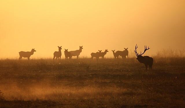 Red Bull Grandstand Austrian GP – Views, Seat Plan, Tickets – oversteer48