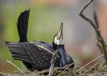 Hungary’s Tisza party leads pre-election poll, far-right party on course for parliament – Reuters
