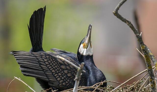 Hungary’s Tisza party leads pre-election poll, far-right party on course for parliament – Reuters