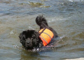 Rescuers search for woman swept away by river as Spain and Portugal battle Storm Leonardo – ABC News