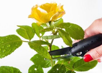 A Master Class in Rose Pruning Comes to San Marino This Week – Pasadena Now