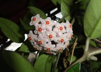 Sheri McVay – Psychology Today