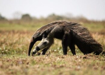 Former soldier who performed sex acts on young child in the 1980s jailed | ITV News – ITVX