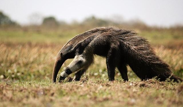 Former soldier who performed sex acts on young child in the 1980s jailed | ITV News – ITVX