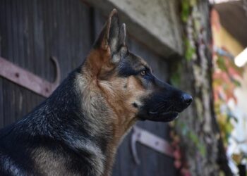 German Antifascism Exhibition Showcases BIRN’s ‘Reporting House’ Museum – Prishtina Insight