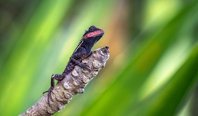 Germany’s 28-year wait is over: Emma Aicher wins downhill silver at Winter Olympics 2026 – Milano Cortina 2026