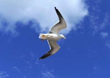 Film: The Flag of Åland and Identity – nordics.info | Aarhus University