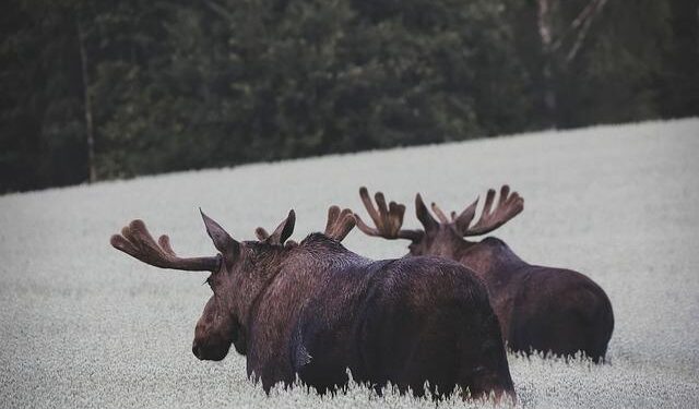 Norway’s crown princess apologises after pressure over Epstein friendship – BBC