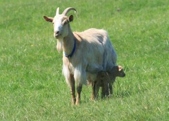 Guernsey FC Women end winless run with 2-1 Shaftesbury victory – BBC