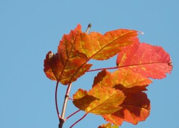 Tatar, Slovakia not expecting ‘easy ride’ against Italy in Olympics – NHL.com